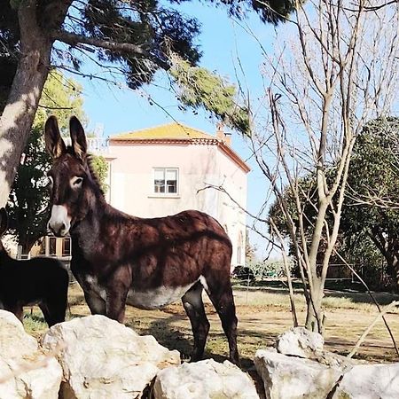 Au Coeur De La Nature Coursan Екстериор снимка